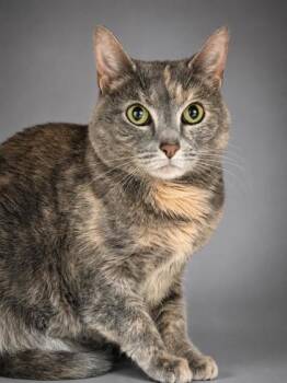Fairy~DECLAWED (Front) -  Domestic Short Hair Cat for Adoption in Bowling Green, Kentucky - Fairy~DECLAWED (Front) | PetCurious