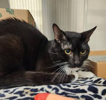 SALEM -  Domestic Short Hair Cat for Adoption in St. Louis, Missouri - SALEM | PetCurious