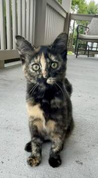Kikki -  Tortoiseshell and Domestic Short Hair Cat for Adoption in Plain City, Ohio - Kikki | PetCurious