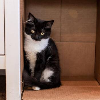 Adele -  Domestic Short Hair Cat for Adoption in Los Angeles, California - Adele | PetCurious