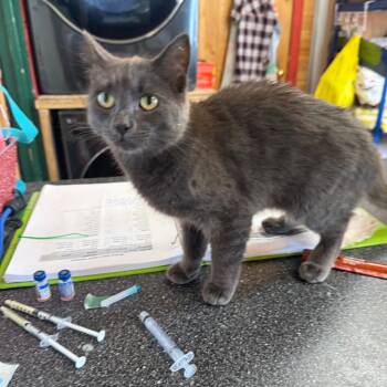 Mimi -  Domestic Medium Hair Cat for Adoption in Clavet, Saskatchewan - Mimi | PetCurious