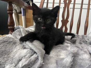 Domestic Short Hair Cats Available for Adoption in Bryan, Texas - Zoloft | PetCurious