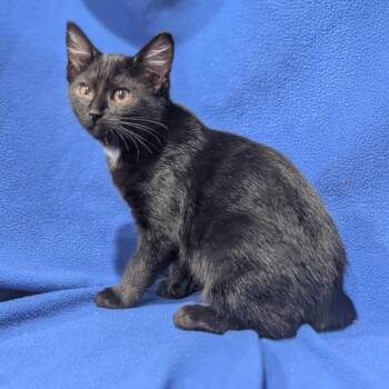 Karma -  Domestic Short Hair Cat for Adoption in Smithville, Tennessee - Karma | PetCurious