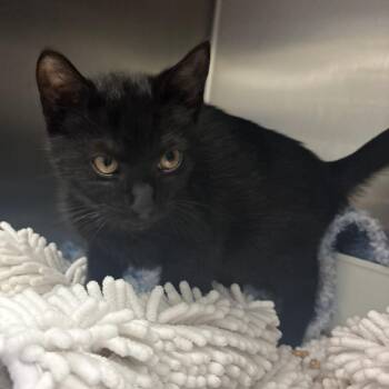 Pogo -  Domestic Short Hair Cat for Adoption in Charlottesville, Virginia - Pogo | PetCurious