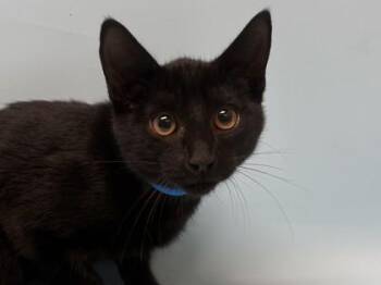 Matthew -  Domestic Short Hair Cat for Adoption in Golden Valley, Minnesota - Matthew | PetCurious