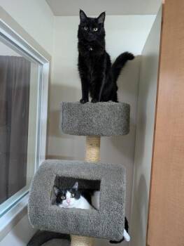 Domestic Short Hair Cats Available for Adoption in Portland, Oregon - Yin | PetCurious