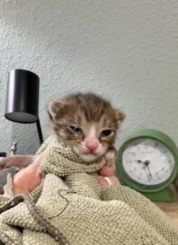 Tabby and Domestic Short Hair Cats Available for Adoption in Magnolia Springs, Alabama - Bear | PetCurious