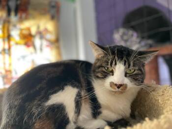 Emma -  Domestic Short Hair Cat for Adoption in Ogden, Utah - Emma | PetCurious