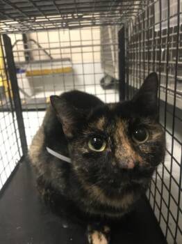 PEPPER -  Domestic Short Hair Cat for Adoption in Conroe, Texas - PEPPER | PetCurious