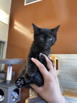 Sonny -  Domestic Short Hair Cat for Adoption in Salinas, California - Sonny | PetCurious