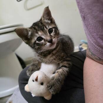 Zucchini-must be adopted with a sibling -  Domestic Short Hair Cat for Adoption in Beaverton, Oregon - Zucchini-must Be Adopted With A Sibling | PetCurious