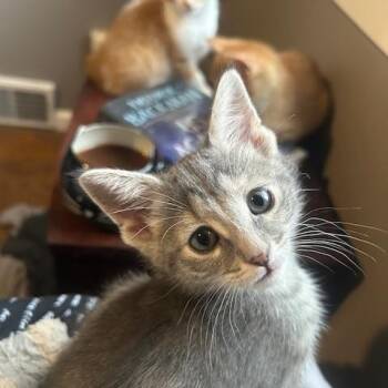 Domestic Short Hair Cats Available for Adoption - Hunter 0326 DW | PetCurious