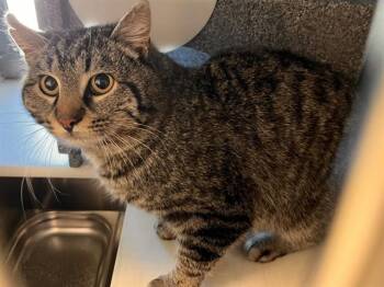 Domestic Short Hair Cats Available for Adoption in Colorado Springs, Colorado - BARN RAGNAR | PetCurious