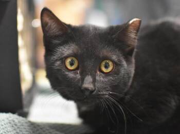 Ziva -  Domestic Short Hair Cat for Adoption in Portland, Oregon - Ziva | PetCurious