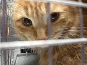 Domestic Medium Hair Cats Available for Adoption in Las Vegas, Nevada - MADDIE | PetCurious