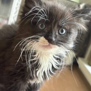 Gale (yellow collar) -  Domestic Short Hair Cat for Adoption in Philadelphia, Pennsylvania - Gale (yellow Collar) | PetCurious