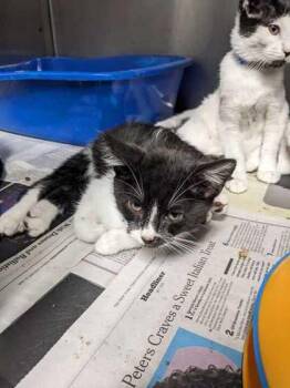 Marco Pawlo -  Domestic Short Hair Cat for Adoption in Daytona Beach, Florida - Marco Pawlo | PetCurious