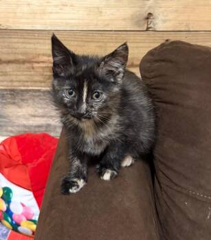 Domestic Short Hair Cats Available for Adoption - Hazel | PetCurious