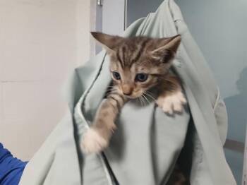 A2477456 -  Domestic Short Hair Cat for Adoption in Fort Lauderdale, Florida - A2477456 | PetCurious