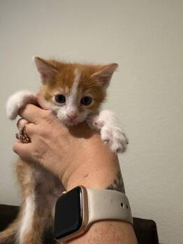 Oats -  Domestic Short Hair Cat for Adoption in Tracy, California - Oats | PetCurious