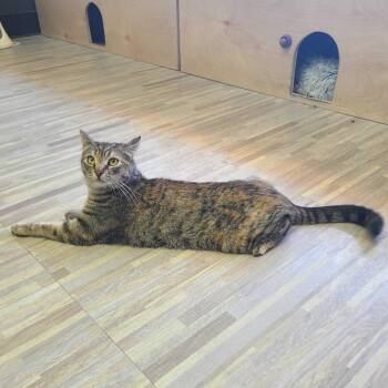 Briar -  Domestic Short Hair Cat for Adoption in Las Vegas, Nevada - Briar | PetCurious