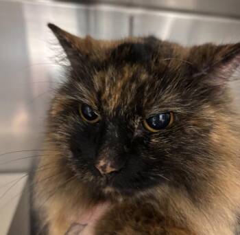 Friskies -  Domestic Long Hair Cat for Adoption in Des Moines, Iowa - Friskies | PetCurious