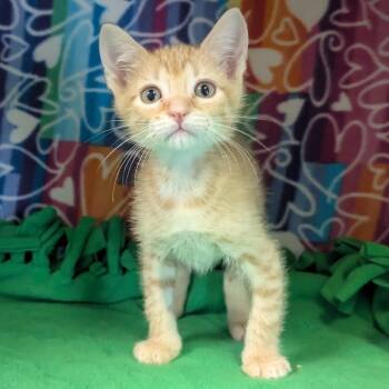 Kiwi -  Domestic Short Hair Cat for Adoption - Kiwi | PetCurious