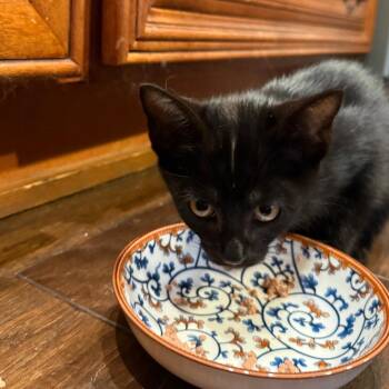 Blink -  Domestic Short Hair Cat for Adoption in Franklin, Tennessee - Blink | PetCurious