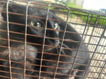 A656726 -  Domestic Short Hair Cat for Adoption in Houston, Texas - A656726 | PetCurious