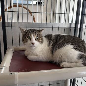 Rescue Domestic Short Hair Cats for Adoption in West Milford, New Jersey - TomTom | PetCurious
