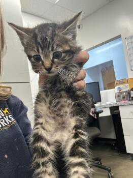 Goate -  Domestic Short Hair Cat for Adoption in Thousand Oaks, California - Goate | PetCurious