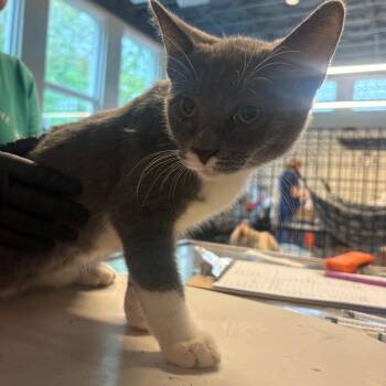 Tom -  Domestic Short Hair Cat for Adoption in Huntington, West Virginia - Tom | PetCurious