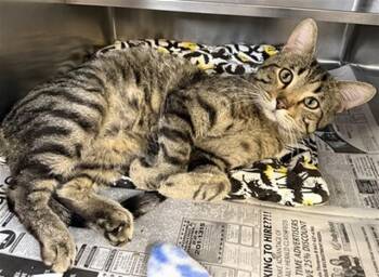 Domestic Short Hair Cats Available for Adoption in Aurora, Illinois - BURGUNDY | PetCurious