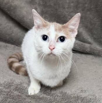 Corn -  Domestic Short Hair Cat for Adoption in Waterloo, Iowa - Corn | PetCurious