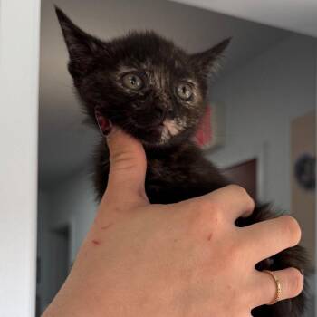 Domestic Short Hair Cats Available for Adoption in Chico, California - ALEX | PetCurious