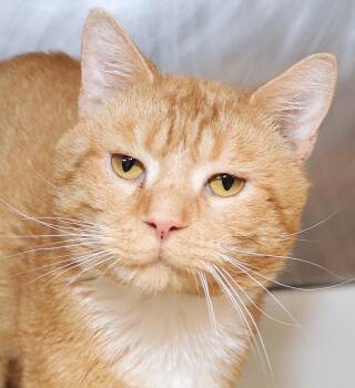 Tucker -  Domestic Short Hair Cat for Adoption in Cincinnati, Ohio - Tucker | PetCurious