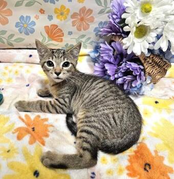 Isabella -  Domestic Short Hair Cat for Adoption in Greensboro, North Carolina - Isabella | PetCurious