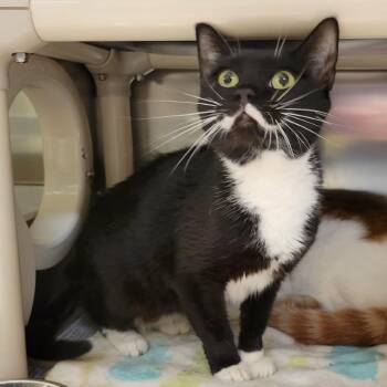 Domestic Short Hair Cats Available for Adoption in Columbia, Missouri - Prim (& Proper) | PetCurious