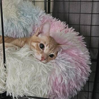 Orenji -  Domestic Short Hair Cat for Adoption in Costa Mesa, California - Orenji | PetCurious