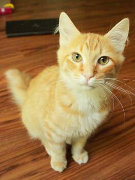 Domestic Medium Hair Cats Available for Adoption in Ona, West Virginia - Slim | PetCurious