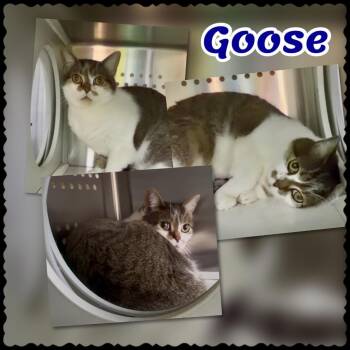 Goose -  Scottish Fold Cat for Adoption in Blountville, Tennessee - Goose | PetCurious