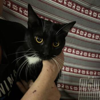 Domestic Short Hair Cats Available for Adoption in Hemet, California - West Virginia | PetCurious
