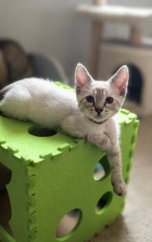 Eagle -  Siamese Cat for Adoption in Fresno, California - Eagle | PetCurious