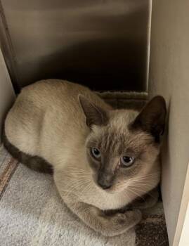 Girlfriend -  Siamese and Domestic Short Hair Cat for Adoption in Picayune, Mississippi - Girlfriend | PetCurious