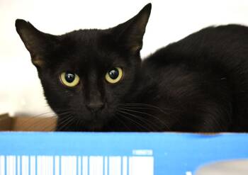 Mama Odie -  Domestic Short Hair Cat for Adoption in Monroe, Georgia - Mama Odie | PetCurious