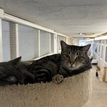 Mark -  Domestic Short Hair Cat for Adoption in Ontario, California - Mark | PetCurious