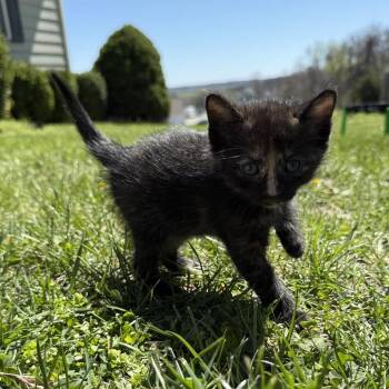 Domestic Short Hair Cats Available for Adoption in Columbia, Missouri - Squiggle | PetCurious