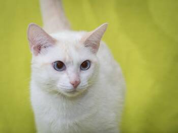 Lily -  Domestic Short Hair and Siamese Cat for Adoption in Deltona, Florida - Lily | PetCurious