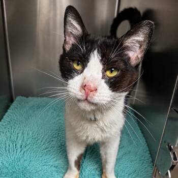 Domestic Short Hair Cats Available for Adoption in Long Beach, California - Dapper | PetCurious
