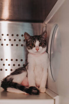 Rescue Domestic Short Hair Cats for Adoption in North Charleston, South Carolina - 89439a Eenie- PetSmart James Island | PetCurious